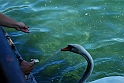 Lago di Como_224